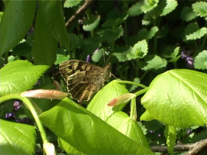 Waldbrettspiel ( Pararge aegera ), Weibchen, Flügelunterseite : Am Niederrhein, 21.04.2005